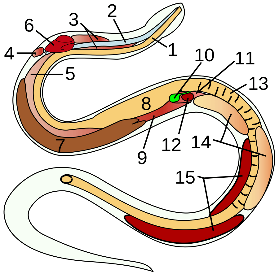 Anatomy of a snake