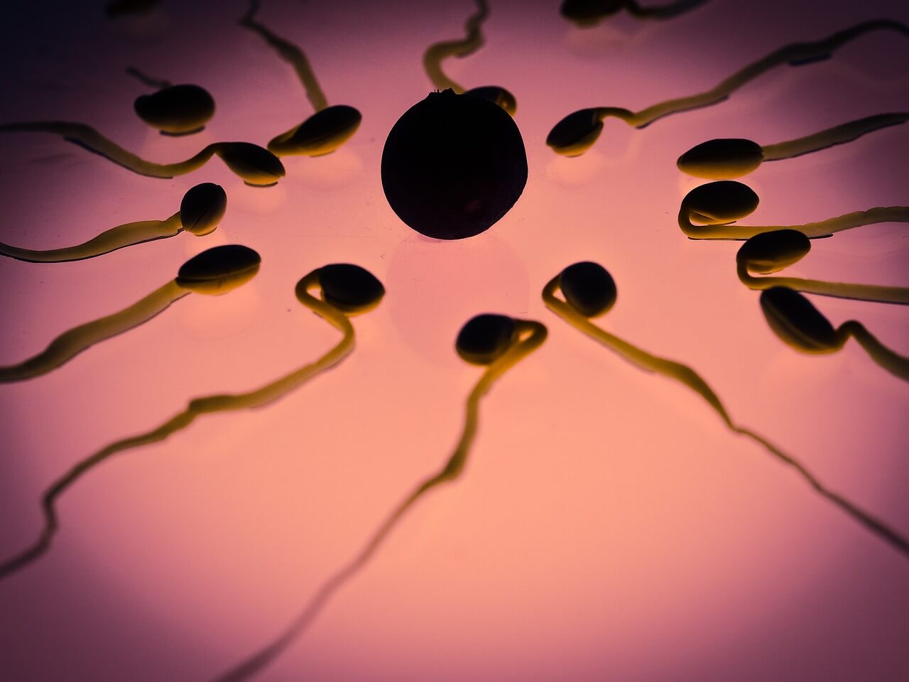 Structure and Function of Sperm Cell