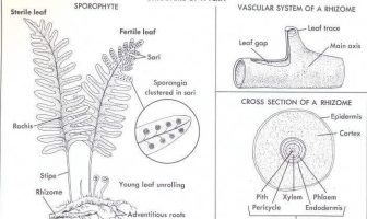 Structure Of Fern - Fern roots, spores, leaves, stems ans sporangia.
