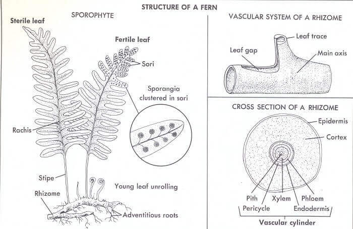 Structure Of Fern - Fern roots, spores, leaves, stems ans sporangia.
