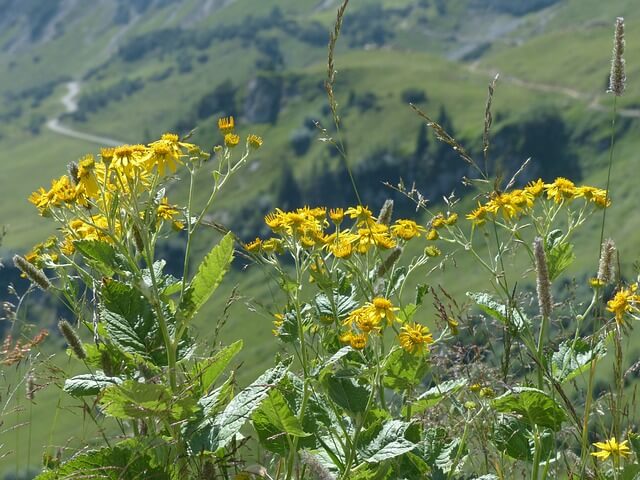 Groundsel Plant Facts - Groundsel Weed, Flower and Growing