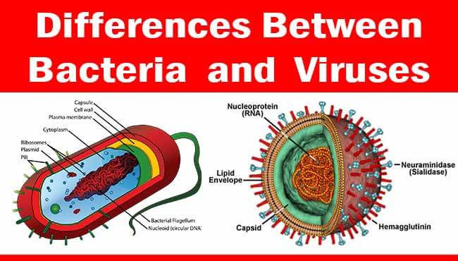 Bacteria and Viruses Difference