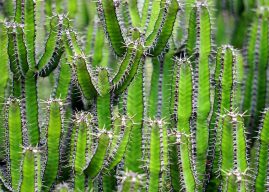 Information About Cactus Plant (Stems, Flowers and Fruit, Varieties, Cultivation)