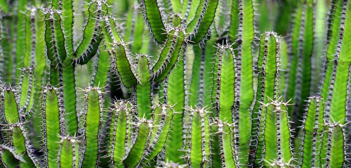 Information About Cactus Plant (Stems, Flowers and Fruit, Varieties, Cultivation)