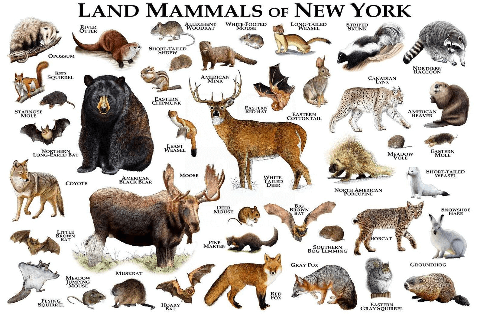 10 Characteristics Of Mammals - What are Mammals?