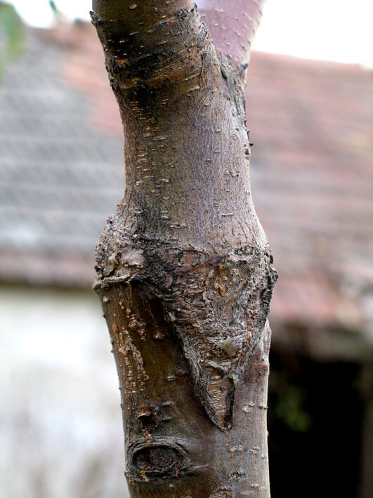 Cherry tree, consolidated V graft