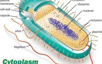 10 Characteristics Of Cytoplasm - What is Cytoplasm?