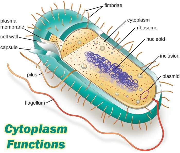 10 Characteristics Of Cytoplasm - What is Cytoplasm?
