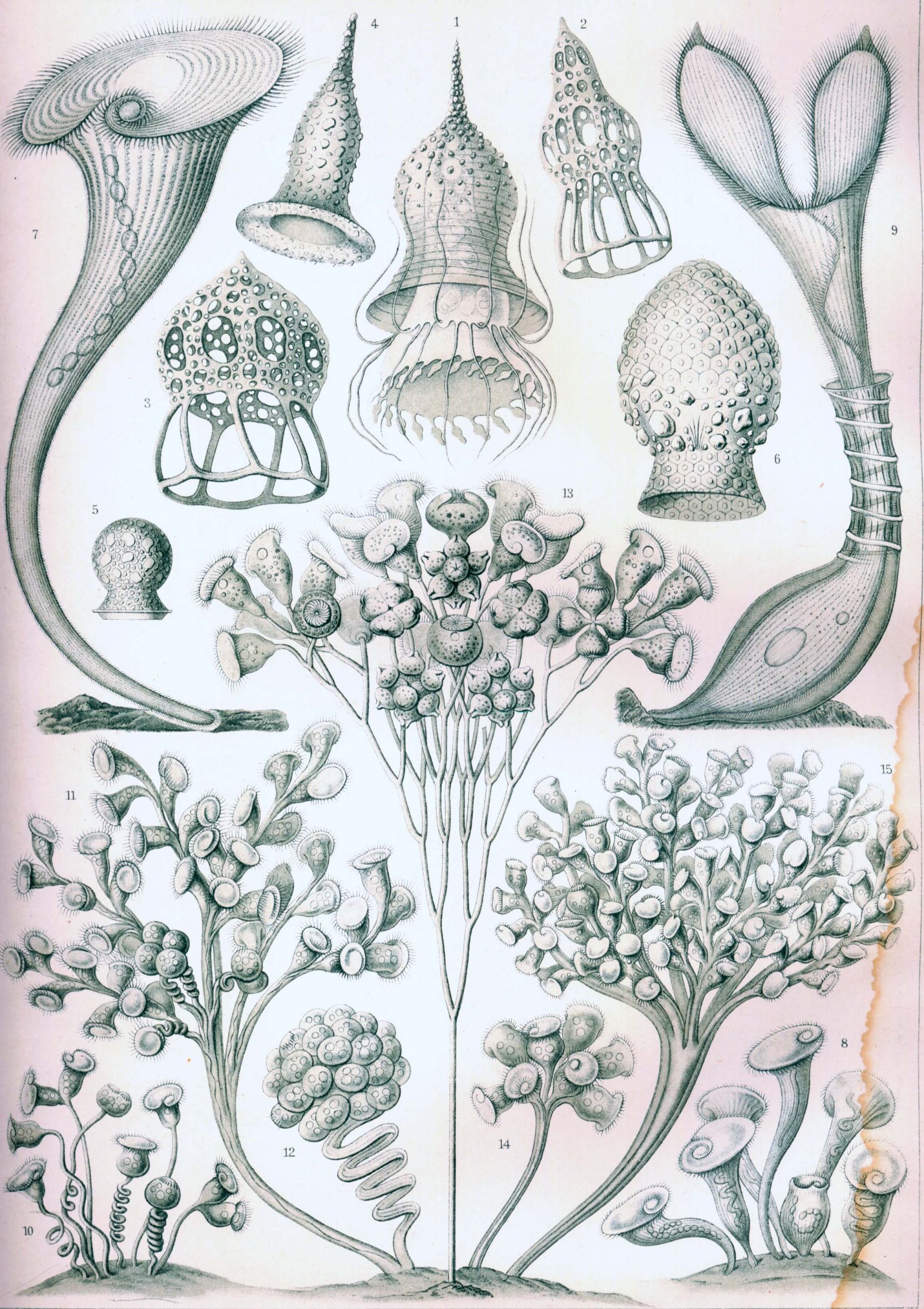 "Ciliata" by Ernst Haeckel (1904)