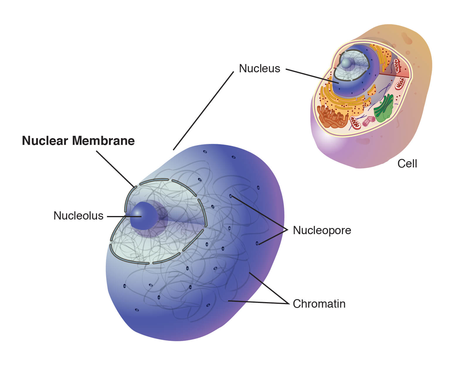 10 Characteristics Of Nuclear Membrane