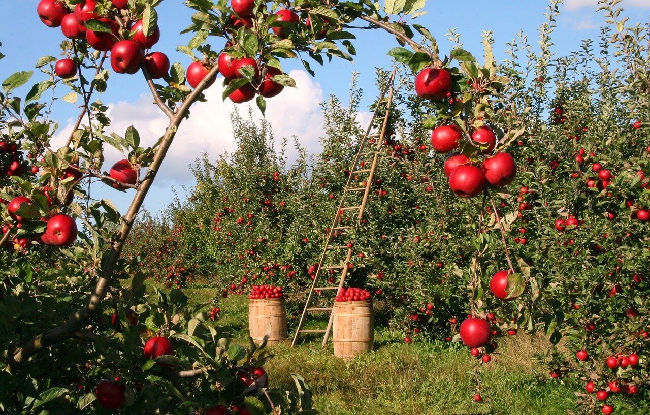 Apple Cultivation - How to Grow Apple? and Apple Diseases