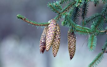 Information About Spruce - What are the properties, characteristics of spruce trees?