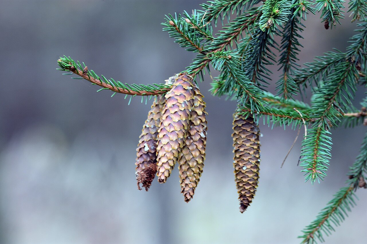 Information About Spruce - What are the properties, characteristics of spruce trees?