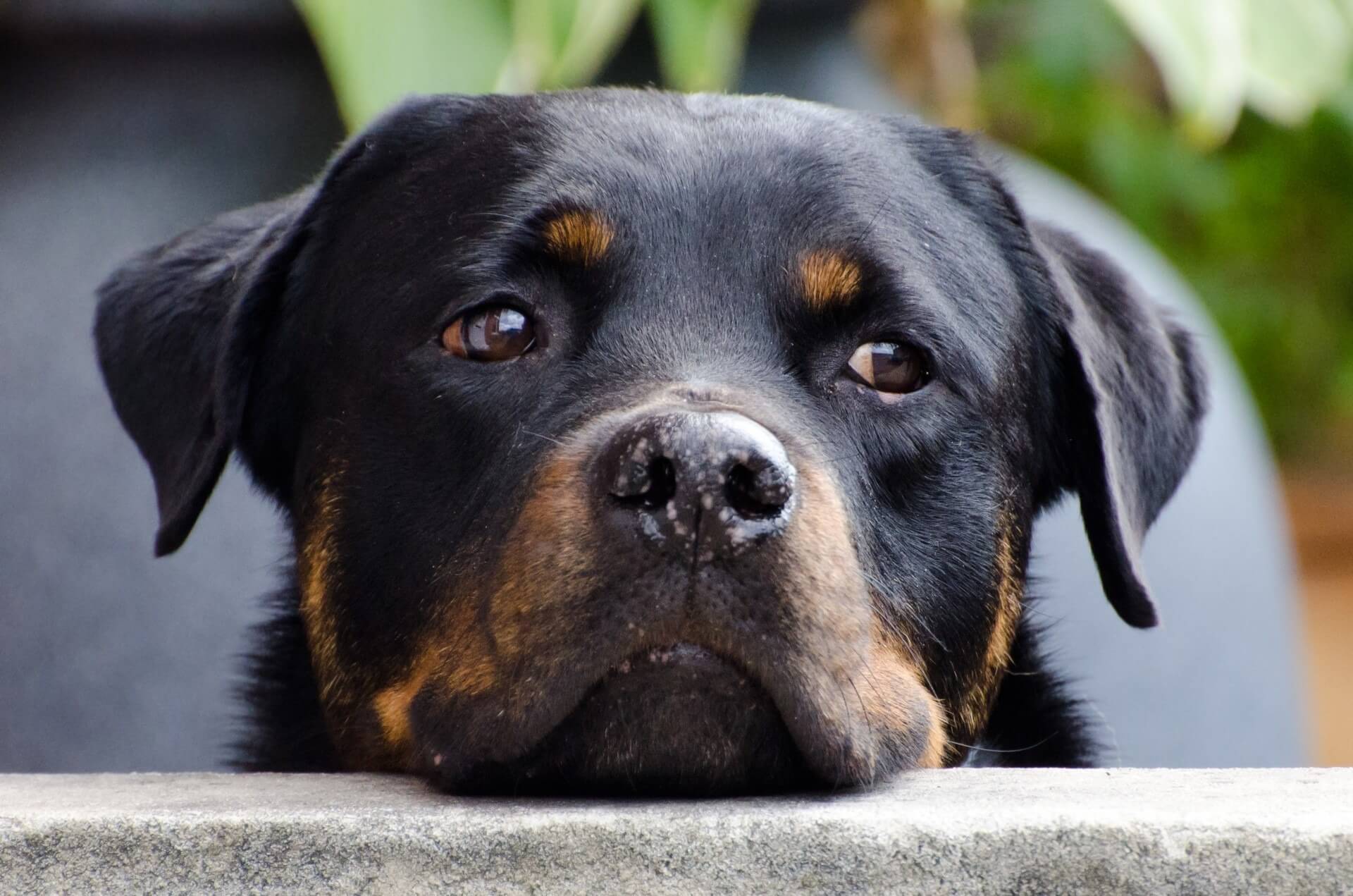 10 Characteristics Of Rottweilers (Facts and Information)