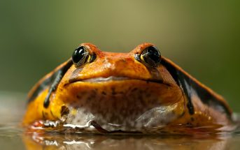 10 Characteristics Of Amphibians - What are the features of the Amphibians?