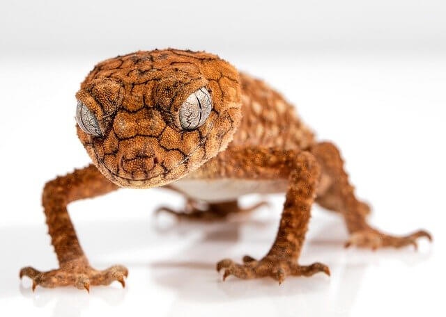 10 Characteristics of Reptiles - What Are Reptiles?