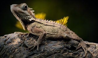 10 Characteristics of Reptiles - What Are Reptiles?