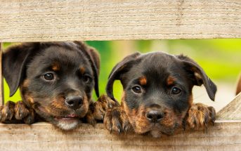 10 Characteristics Of Rottweilers (Facts and Information)