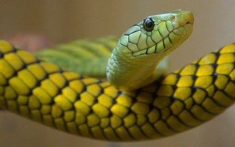 10 Characteristics Of Snakes - What are Snakes?