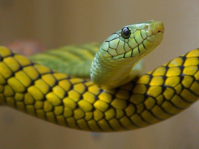 10 Characteristics Of Snakes - What are Snakes?