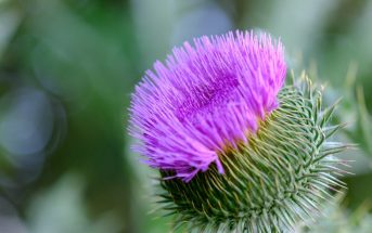 Thistle Plant Information - What does thistle plant look like?