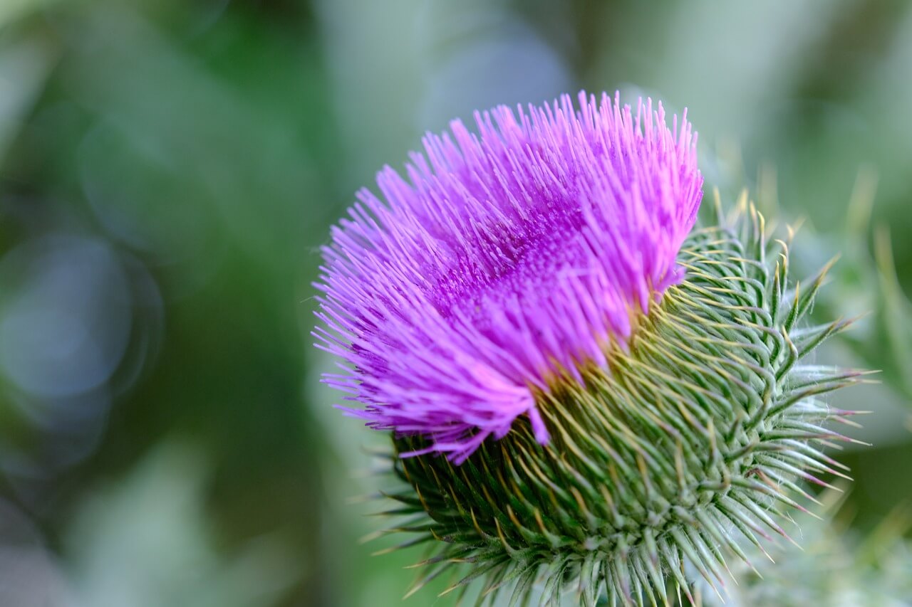 Thistle Plant Information - What does thistle plant look like?