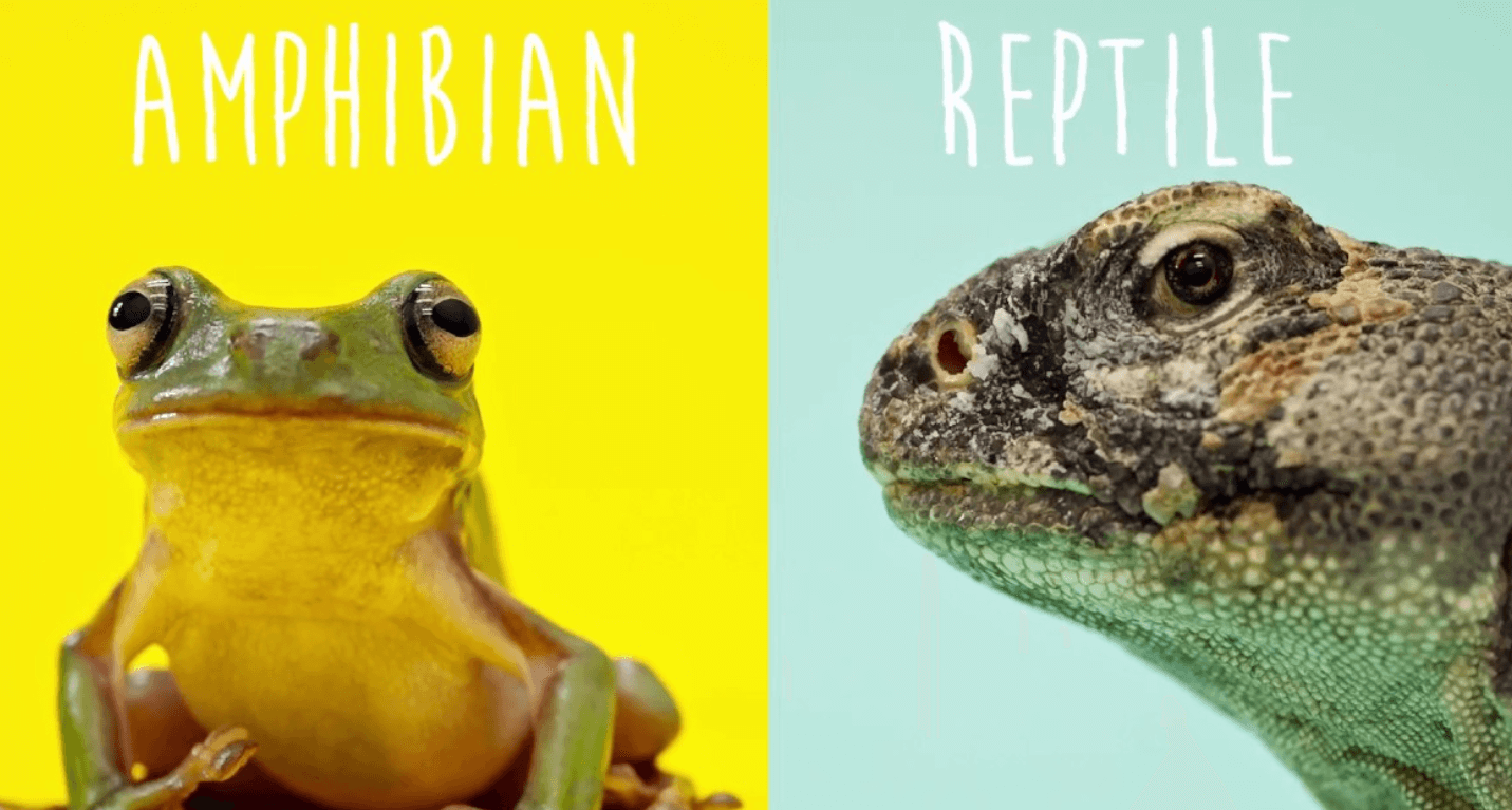 Differences and Common Features Between Reptiles and Amphibians