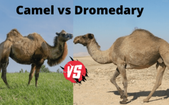 What is the difference between a camel and a dromedary?