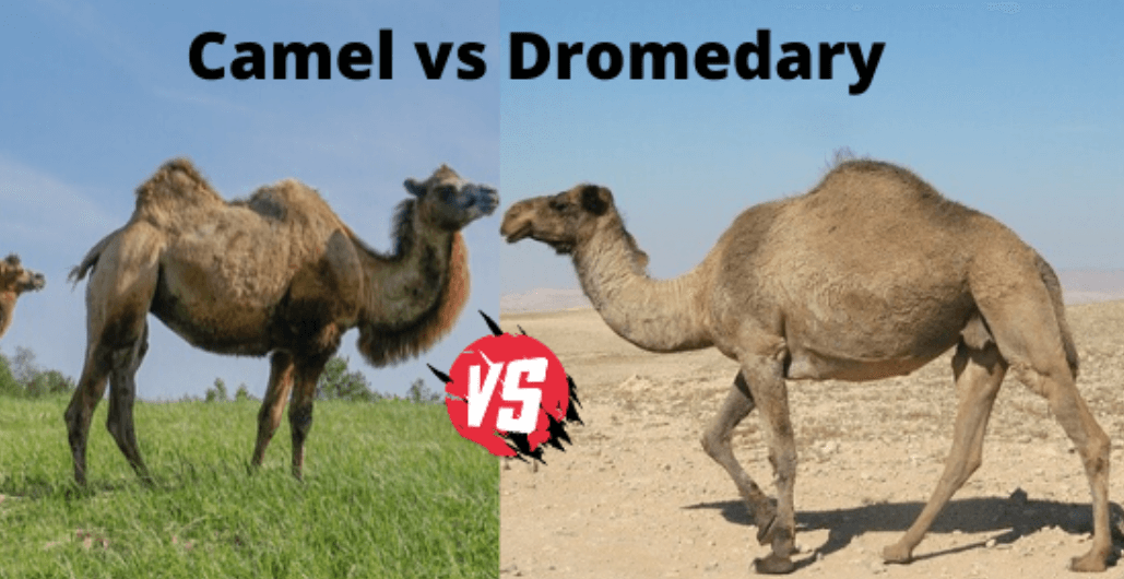 What is the difference between a camel and a dromedary?
