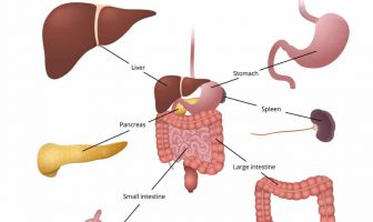 10 Characteristics Of Digestive System - What is the Digestive System?