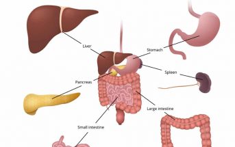 10 Characteristics Of Digestive System - What is the Digestive System?
