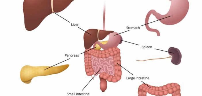 Discovering the Digestive System, 10 Key Characteristics Explained