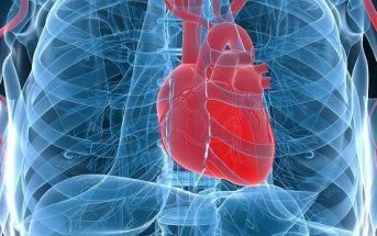 Characteristics Of Heart