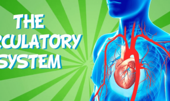 10 Characteristics Of Circulatory System - What is the Circulatory System?
