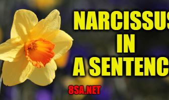 Narcissus in a Sentence
