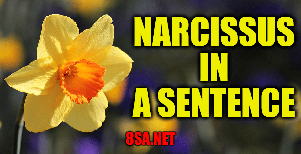 Narcissus in a Sentence