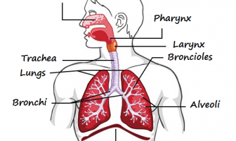 10 Characteristics Of Respiratory System - What is the Respiratory System?