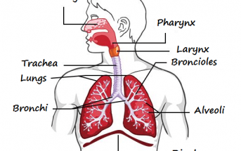 10 Characteristics Of Respiratory System - What is the Respiratory System?