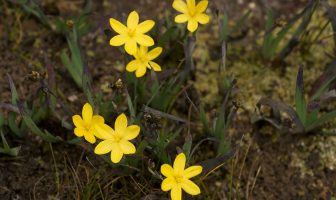Yellow Eyed Grass (Xyris) Facts and Definition
