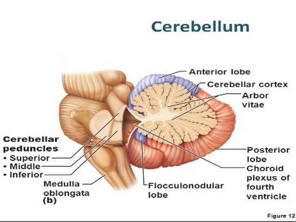 10 Characteristics Of Cerebellum - What is the Cerebellum?