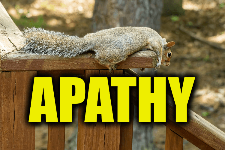 Use Apathy in a Sentence - How to use "Apathy" in a sentence