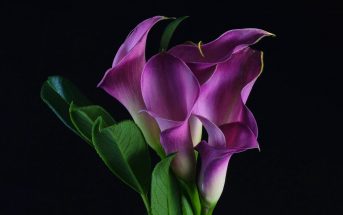 Calla Lily (Zantedeschia aetheopica)
