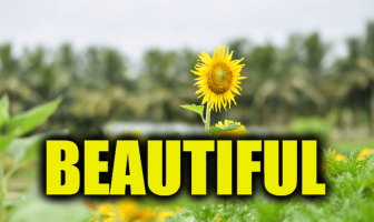 Use Beautiful in a Sentence - How to use "Beautiful" in a sentence