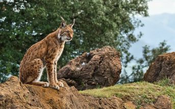 The Iberian lynx