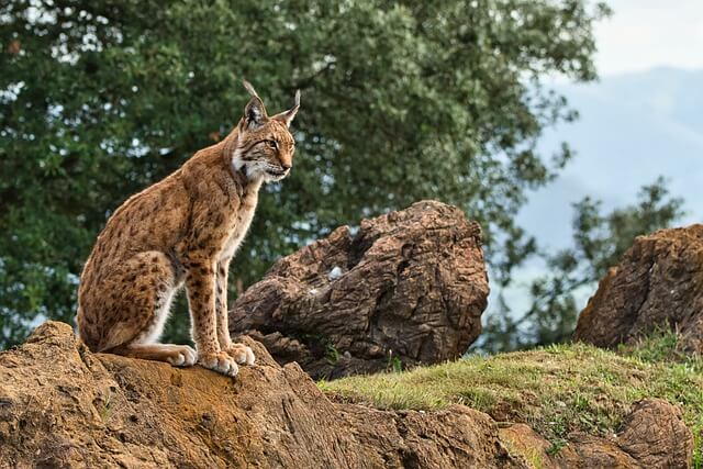 The Iberian lynx