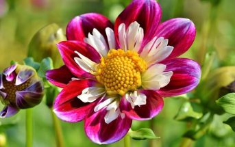 Zinnia Flower Information - Facts, Care, Types and Species
