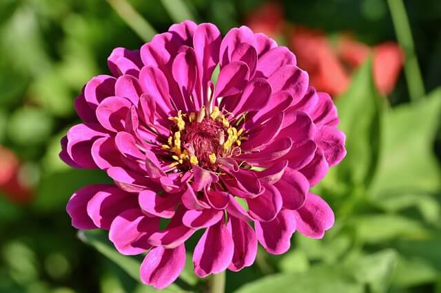 Zinnia Flower Information - Facts, Care, Types and Species