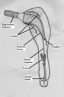 Acanthocephala Classification, Anatomy and Life Cycle