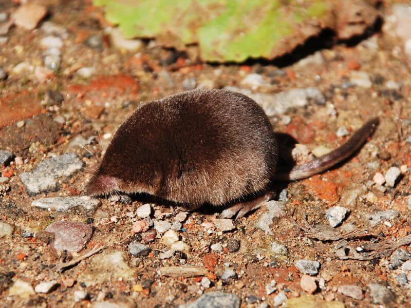 The Smallest Mammal in the World: Sorexes (Why Eskimos Are Afraid of Sorex?)