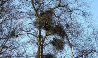 What causes witches broom in plants? What are the symptoms of witches broom?
